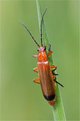 Roter Weichkäfer