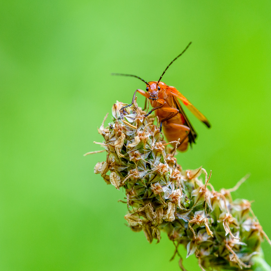 roter Weichkäfer