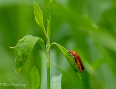 roter Weichkäfer