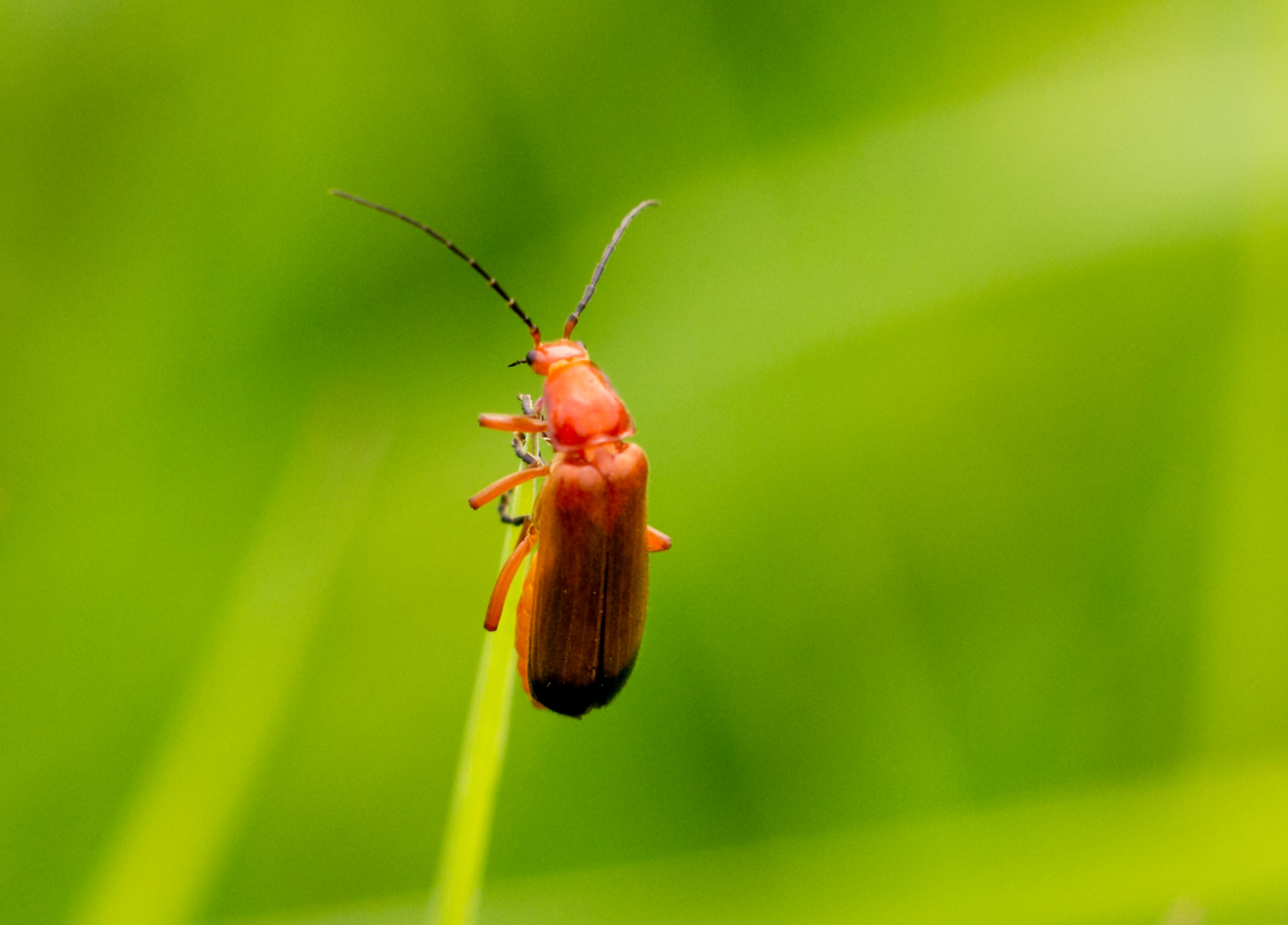 Roter Weichkäfer 