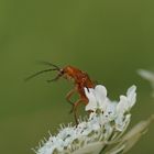 Roter Weichkäfer