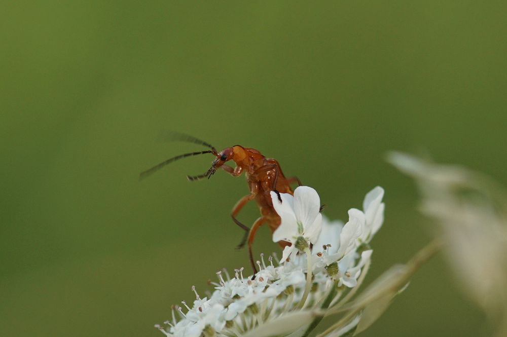 Roter Weichkäfer