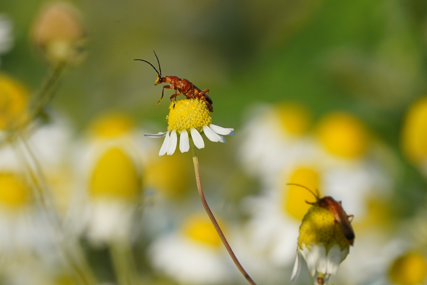 roter Weichkäfer