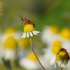 roter Weichkäfer