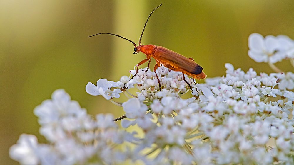 ROTER WEICHKÄFER