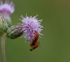 Roter Weichkäfer