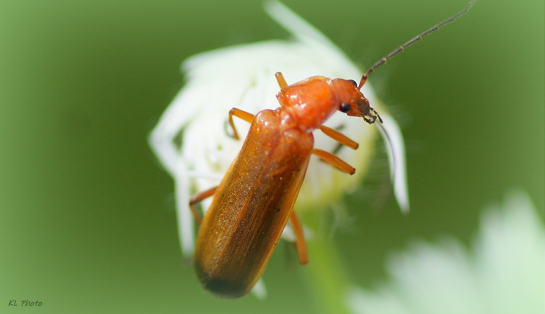 Roter Weichkäfer