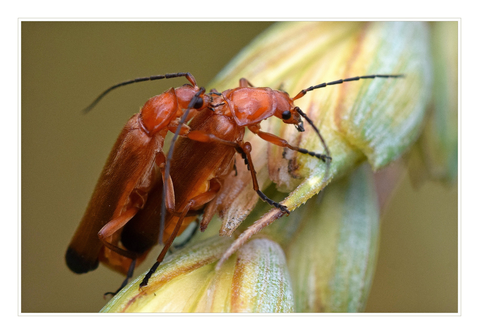 Roter Weichkäfer