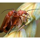 Roter Weichkäfer