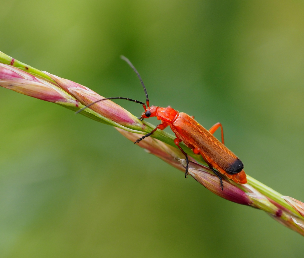 Roter Weichkäfer