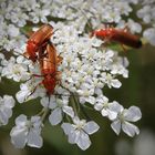 Roter Weichkäfer - Achtung, meine Frau kommt!