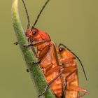 Roter Weichkäfer - auf der Spitze getrieben