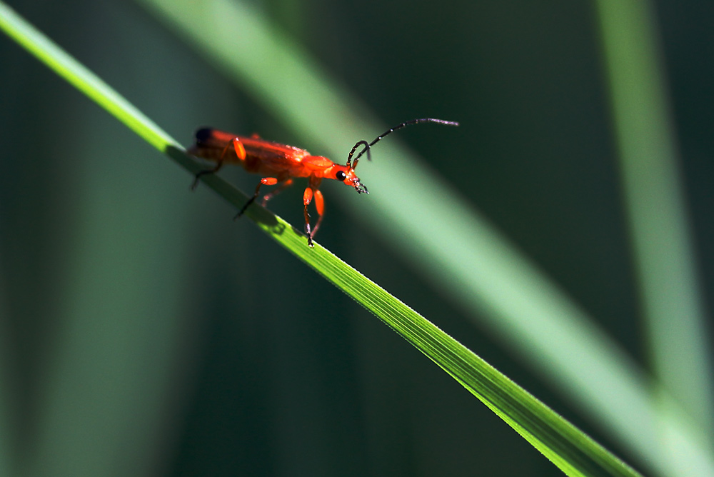 roter Weichkäfer auf grünen Pfaden