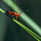 roter Weichkäfer auf grünen Pfaden