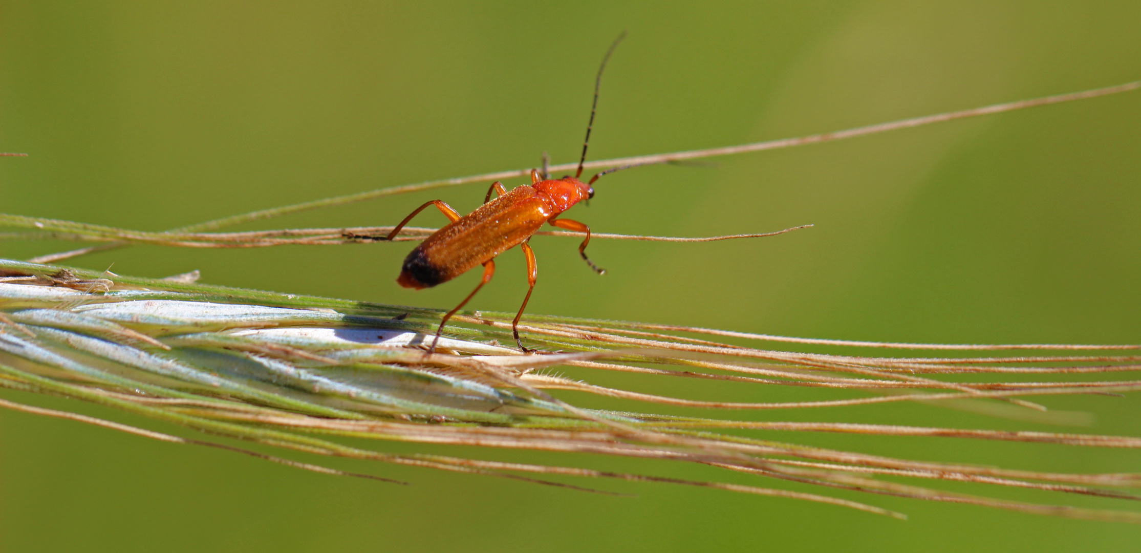 Roter Weichkäfer auf Schwebebalken