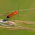 Roter Weichkäfer auf Schwebebalken