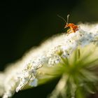 Roter Weichkäfer auf wilder Möhre