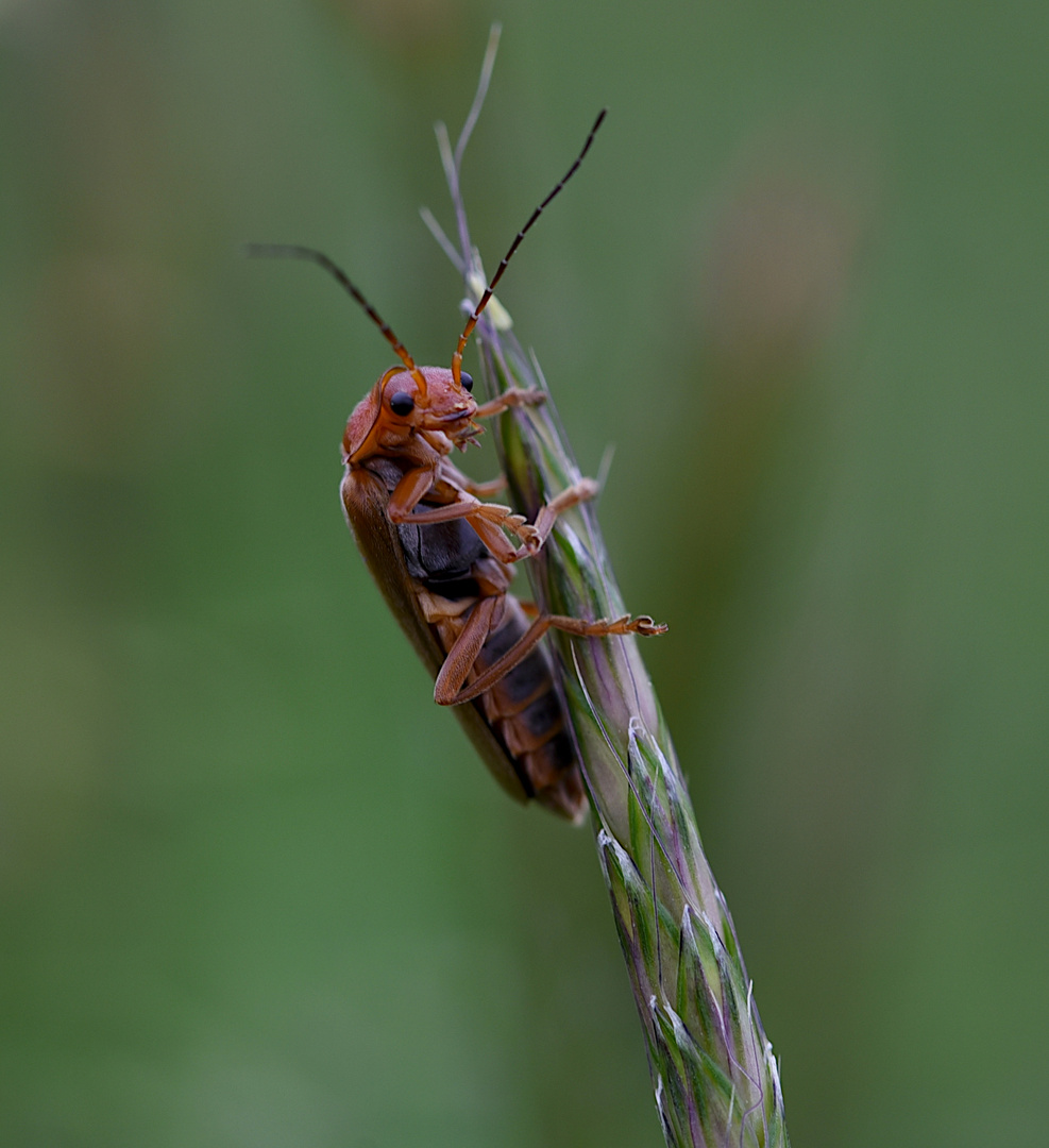 roter Weichkäfer