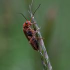 roter Weichkäfer