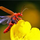 roter Weichkäfer beim Abflug