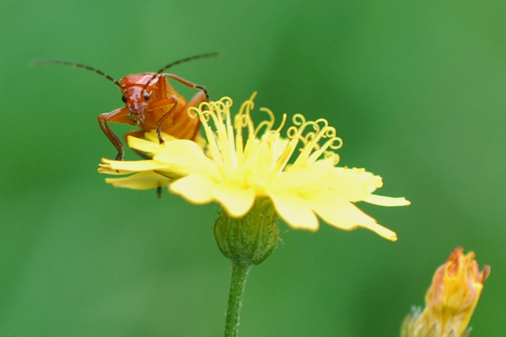 Roter Weichkäfer