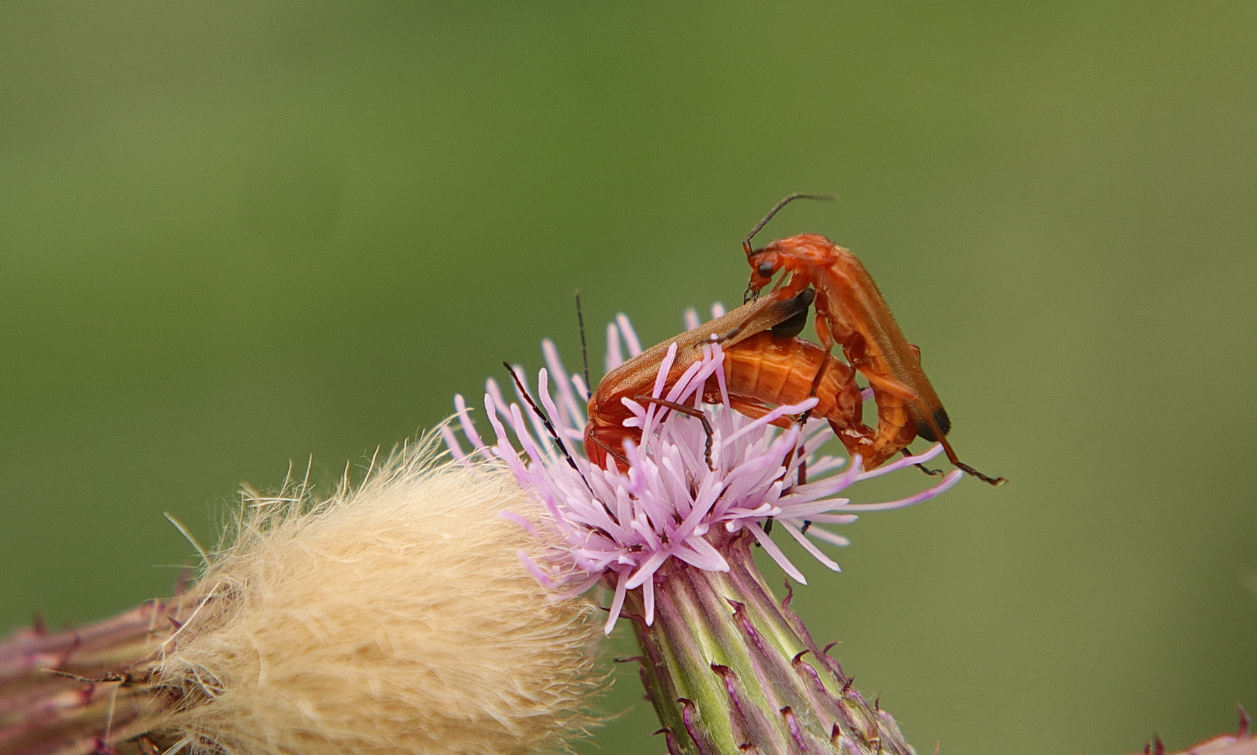 Roter Weichkäfer