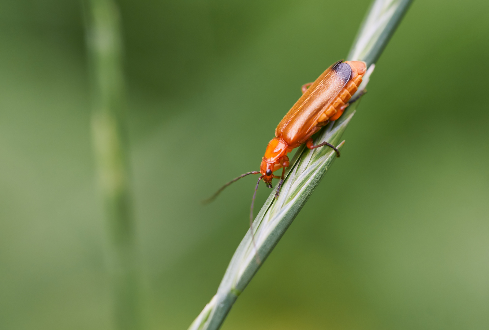 Roter Weichkäfer