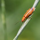 Roter Weichkäfer