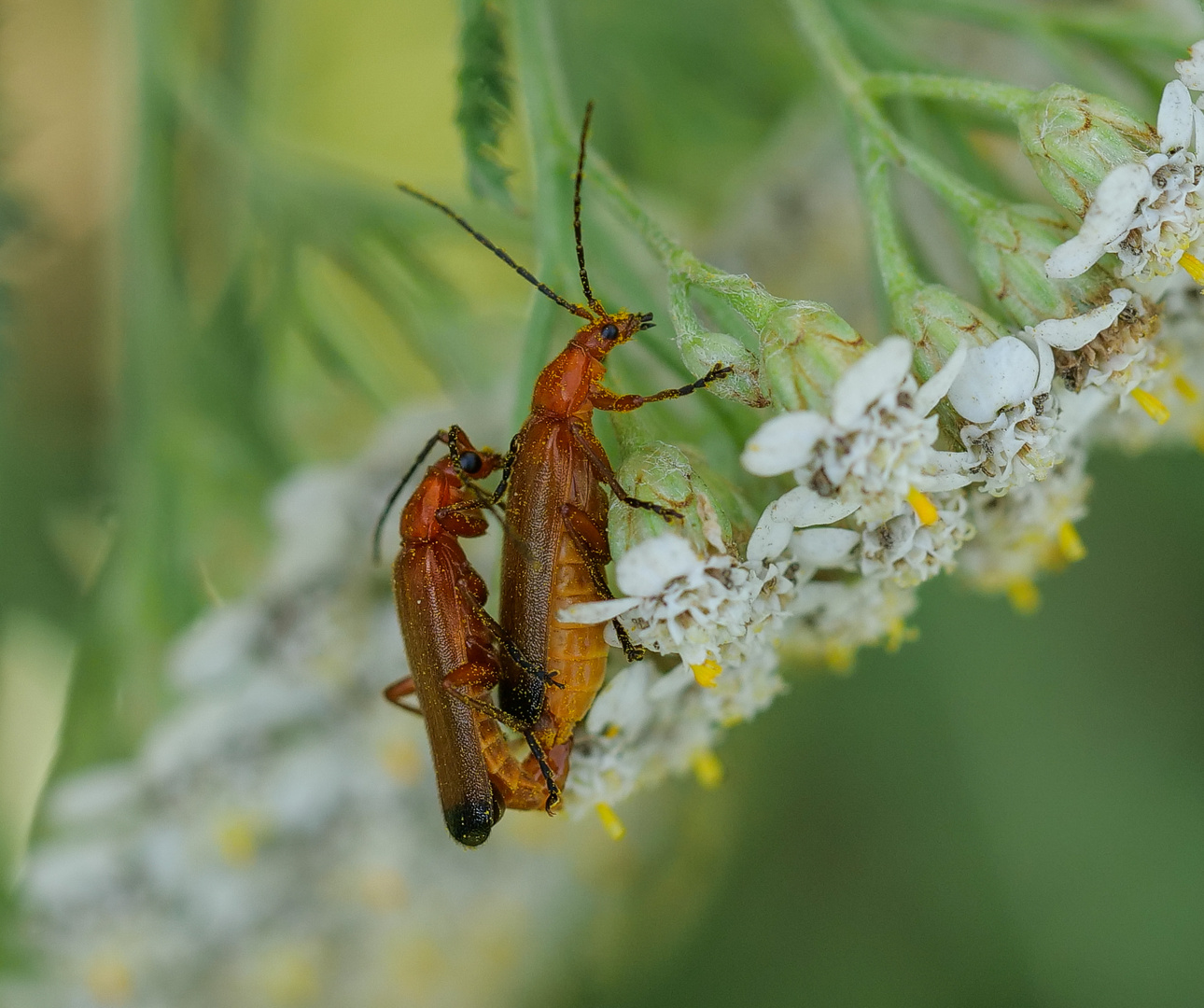 Roter Weichkäfer