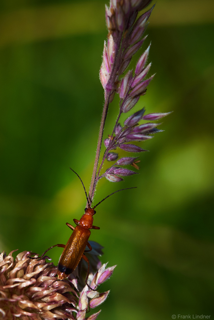 Roter Weichkäfer