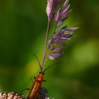 Roter Weichkäfer