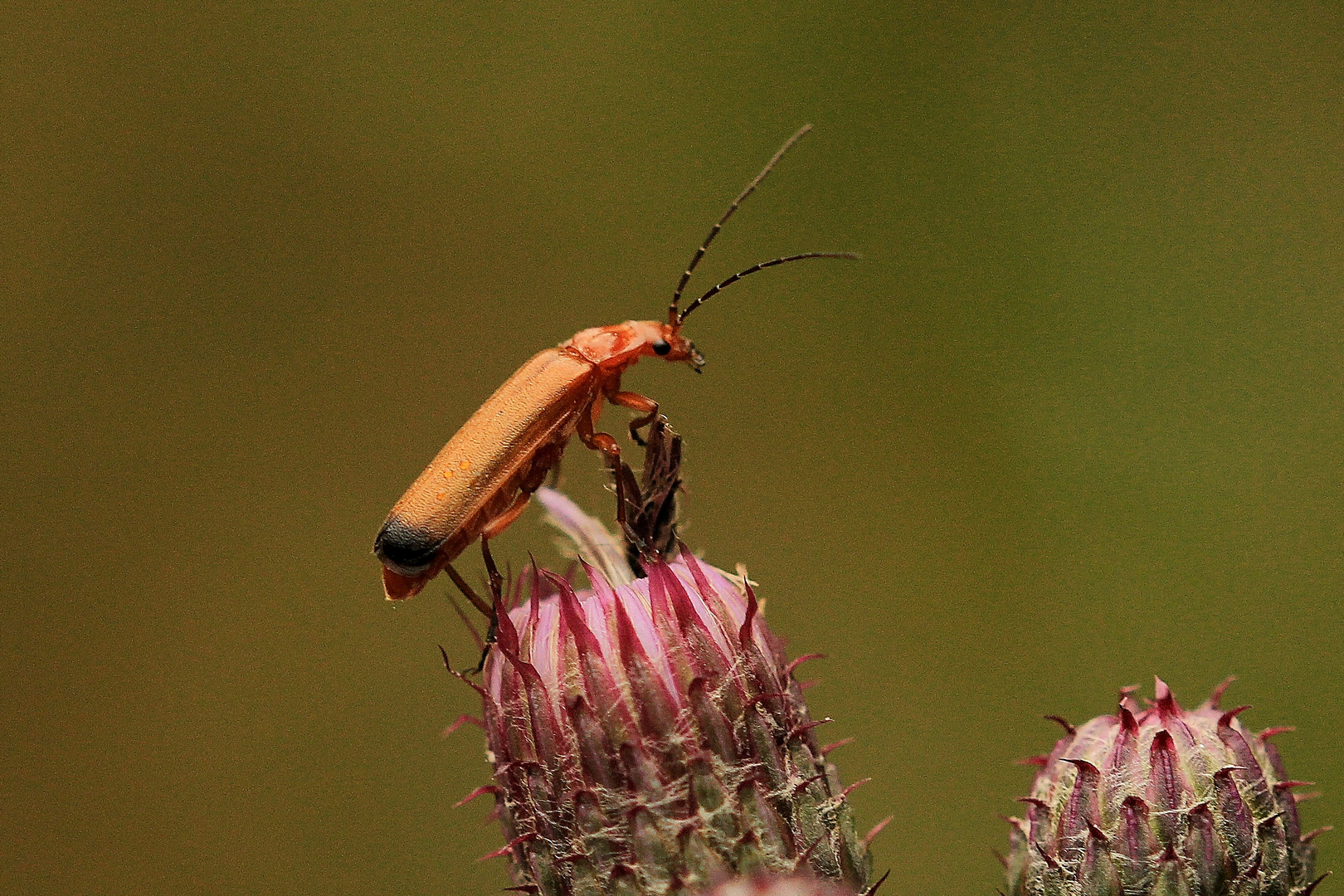 roter Weichkäfer