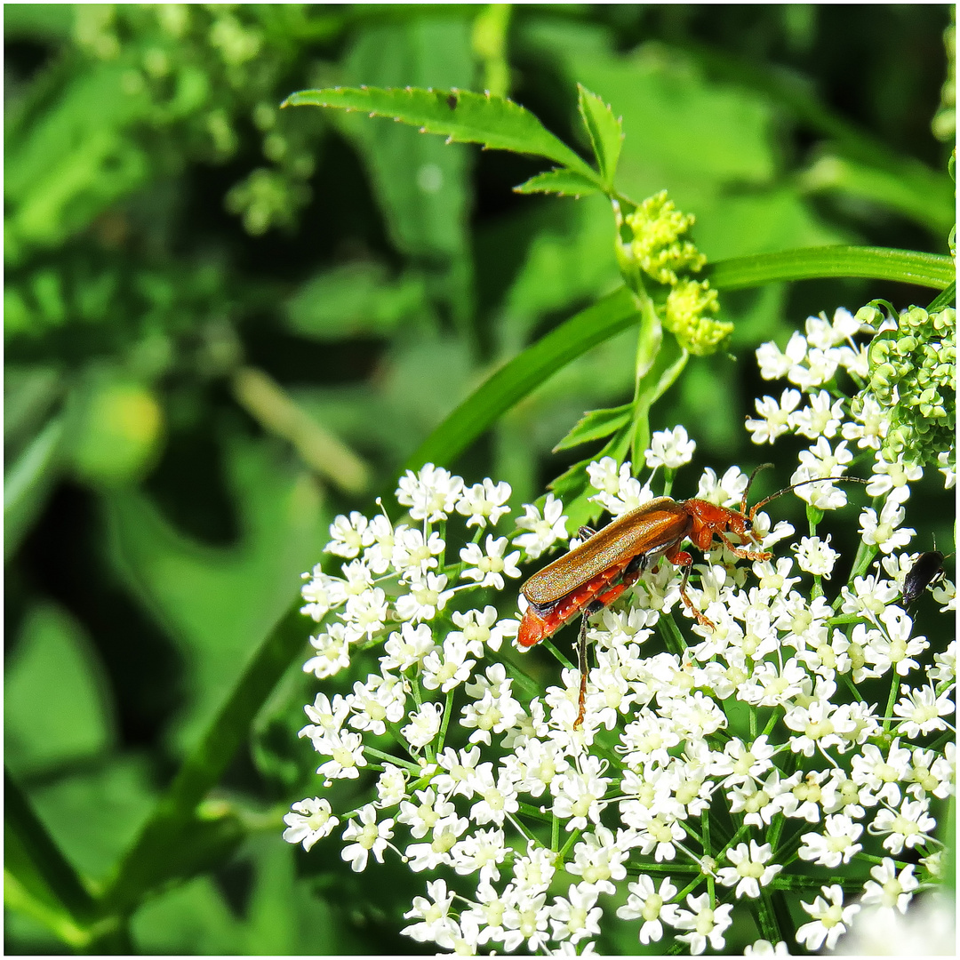 Roter Weichkäfer