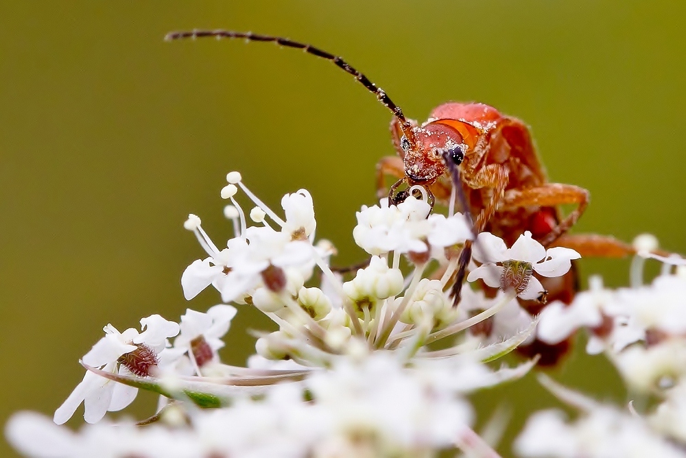 Roter Weichkäfer