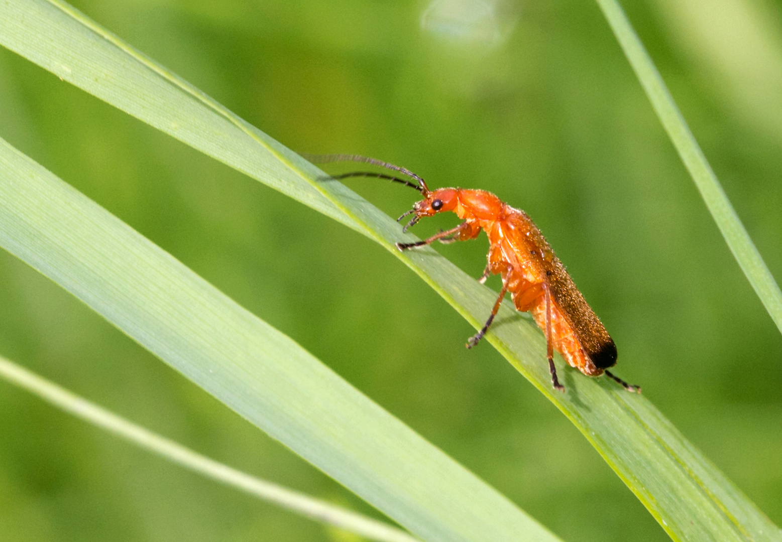 Roter Weichkäfer