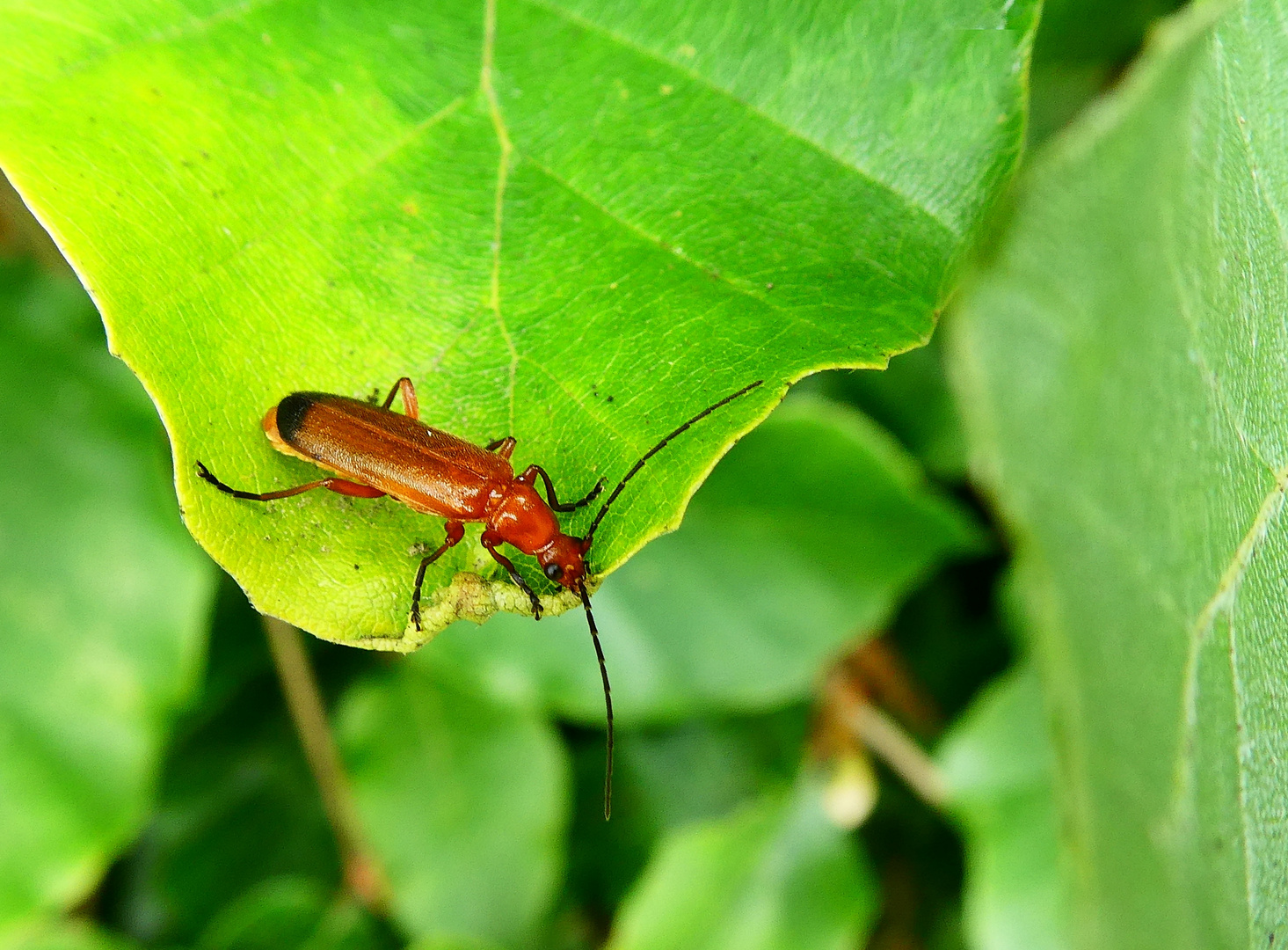 Roter Weichkäfer