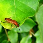 Roter Weichkäfer