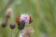 Roter Weichkäfer - Gruppenaufnahme