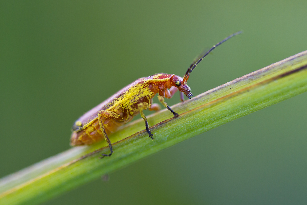 Roter Weichkäfer im gelben Blütenstaub