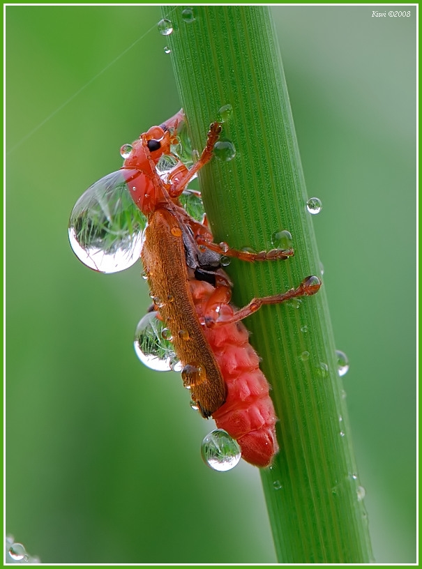 Roter Weichkäfer im Regen