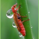 Roter Weichkäfer im Regen