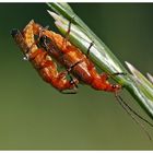 Roter Weichkäfer (Rhagonycha fulva)