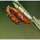 Roter Weichkfer (Rhagonycha fulva)