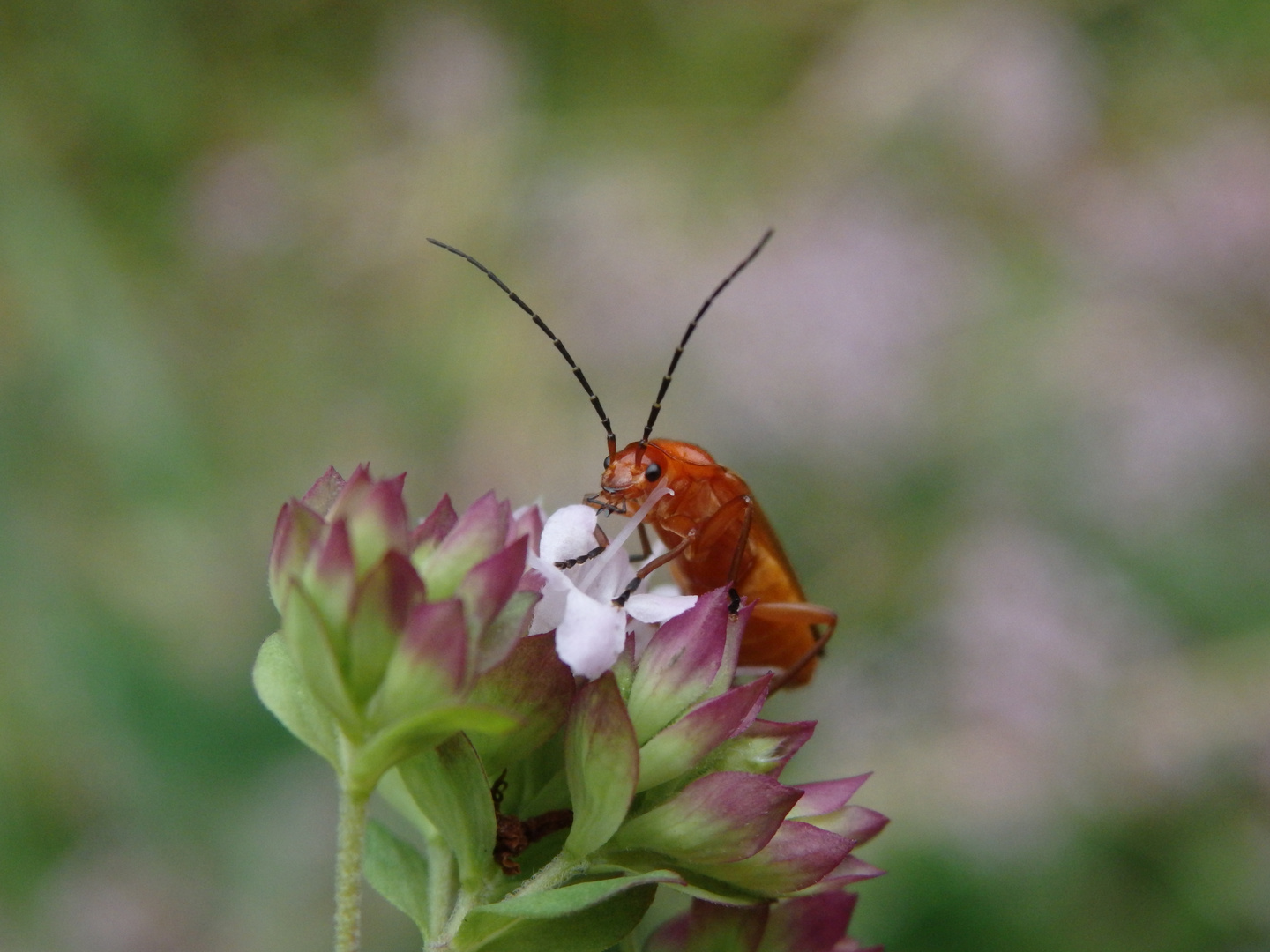 Roter Weichkäfer (Rhagonycha fulva)