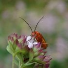 Roter Weichkäfer (Rhagonycha fulva)