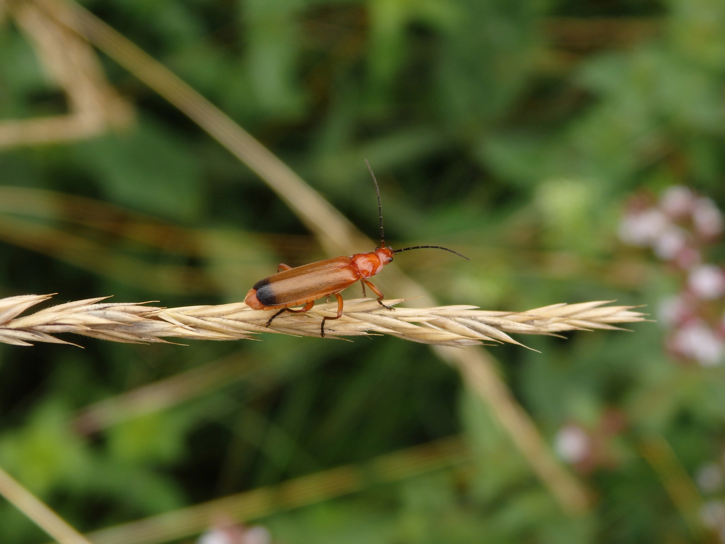 Roter Weichkäfer (Rhagonycha fulva)