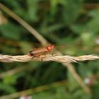 Roter Weichkäfer (Rhagonycha fulva)