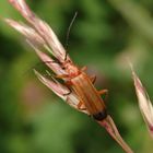 Roter Weichkäfer (Rhagonycha fulva)