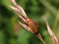 Roter Weichkäfer (Rhagonycha fulva)