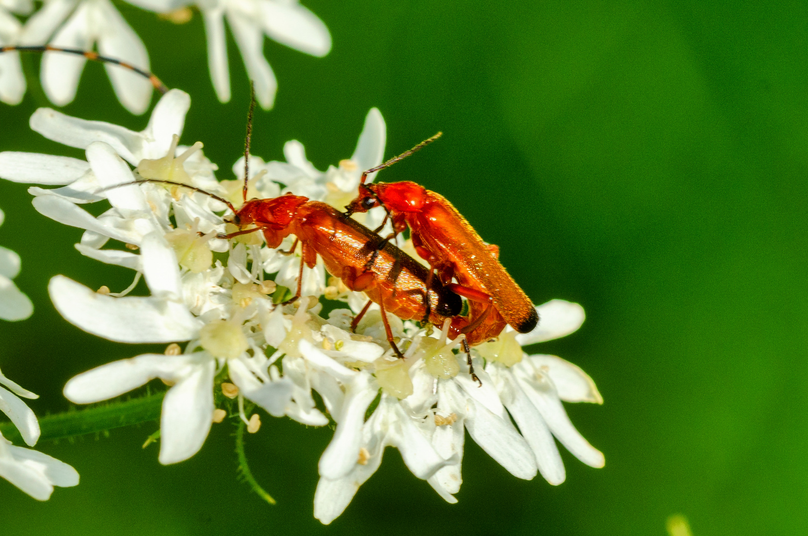 Roter Weichkäfer (Rhagonycha fulva)